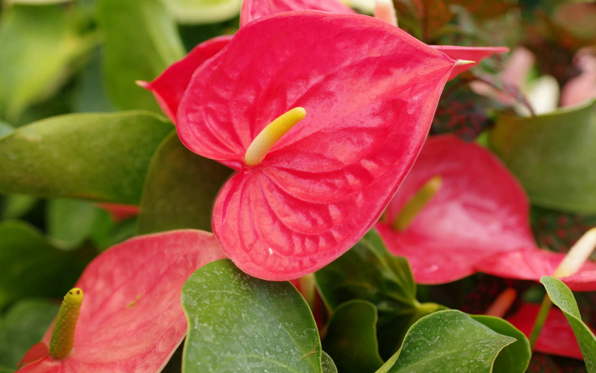 Toulitka: Proč rostlina usychá a nekvete? Zachránit ji můžete díky těmto jednoduchým krokům