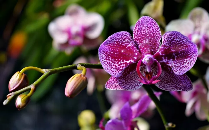 Orchidej bude kvést díky správné péči