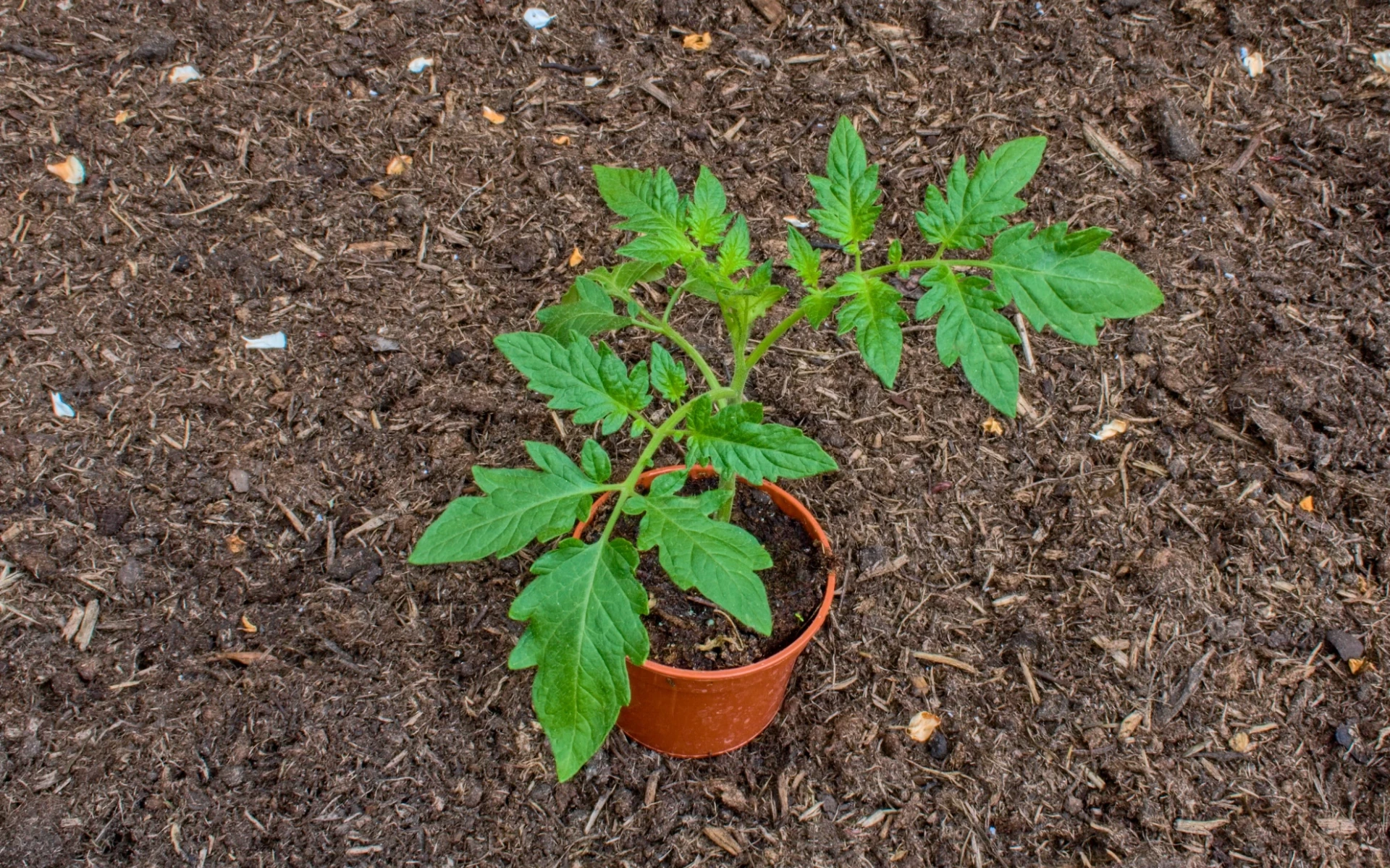 Aktuálně sazenice rajčat pohnojte, podpoříte jejich zesílení a adaptaci na venkovní prostředí – co jim prospěje?