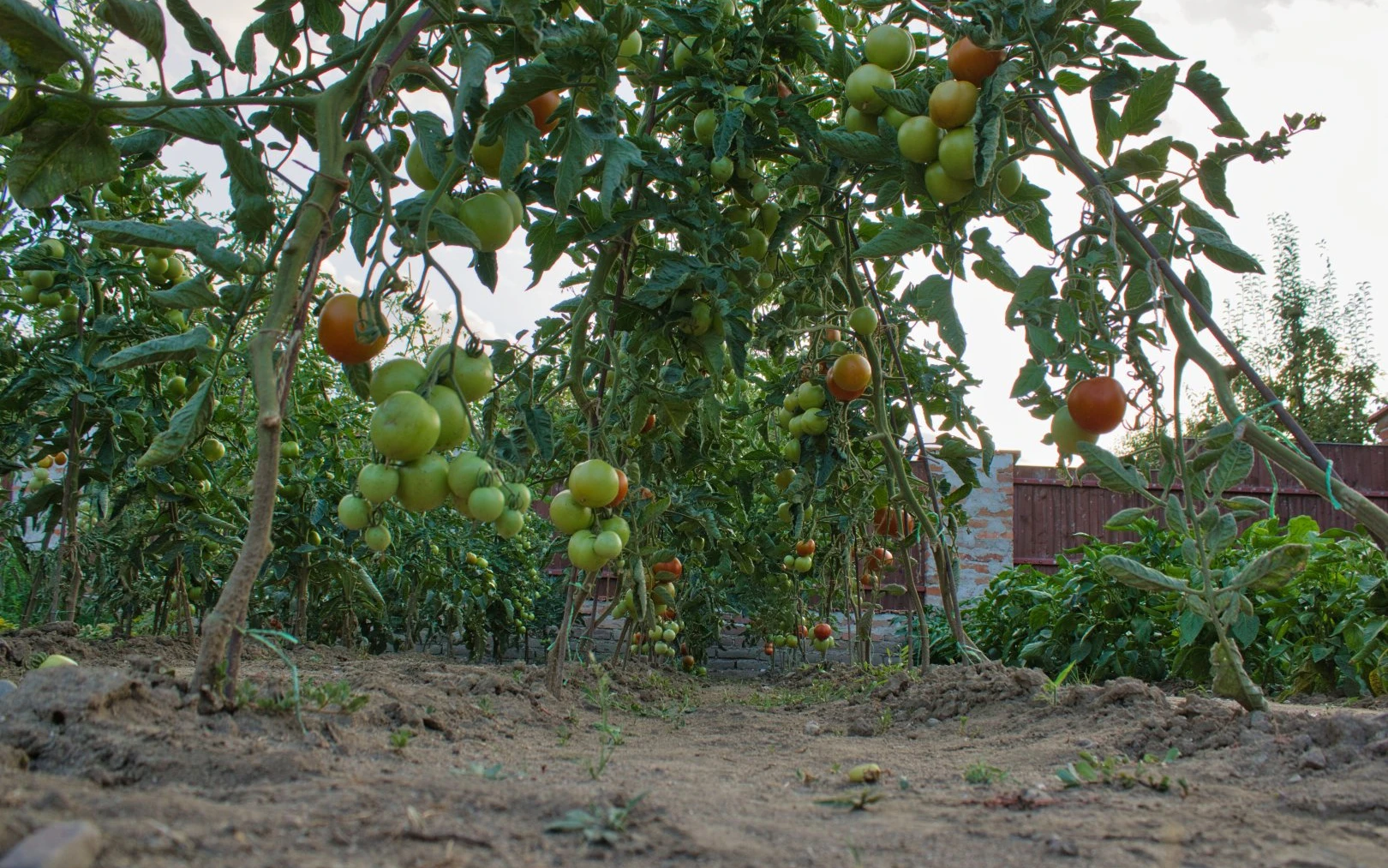 Rajčata na záhonu s dozrávajícími plody