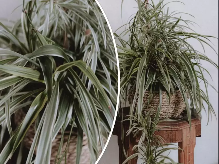 zelenec - Chlorophytum