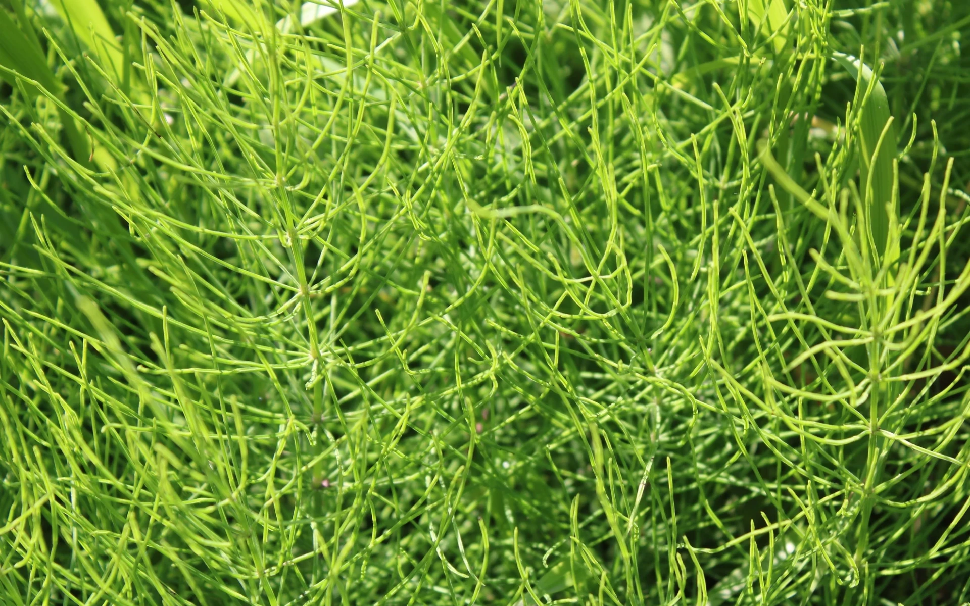 Přeslička rolní jako hlavní nepřítel plísní na zelenině najde i jiné využití, jaké přesně