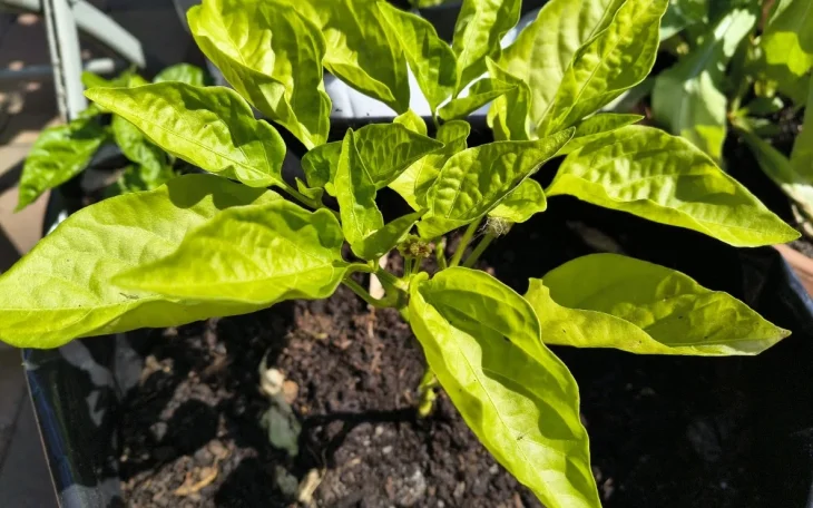 Paprika se žlutými listy