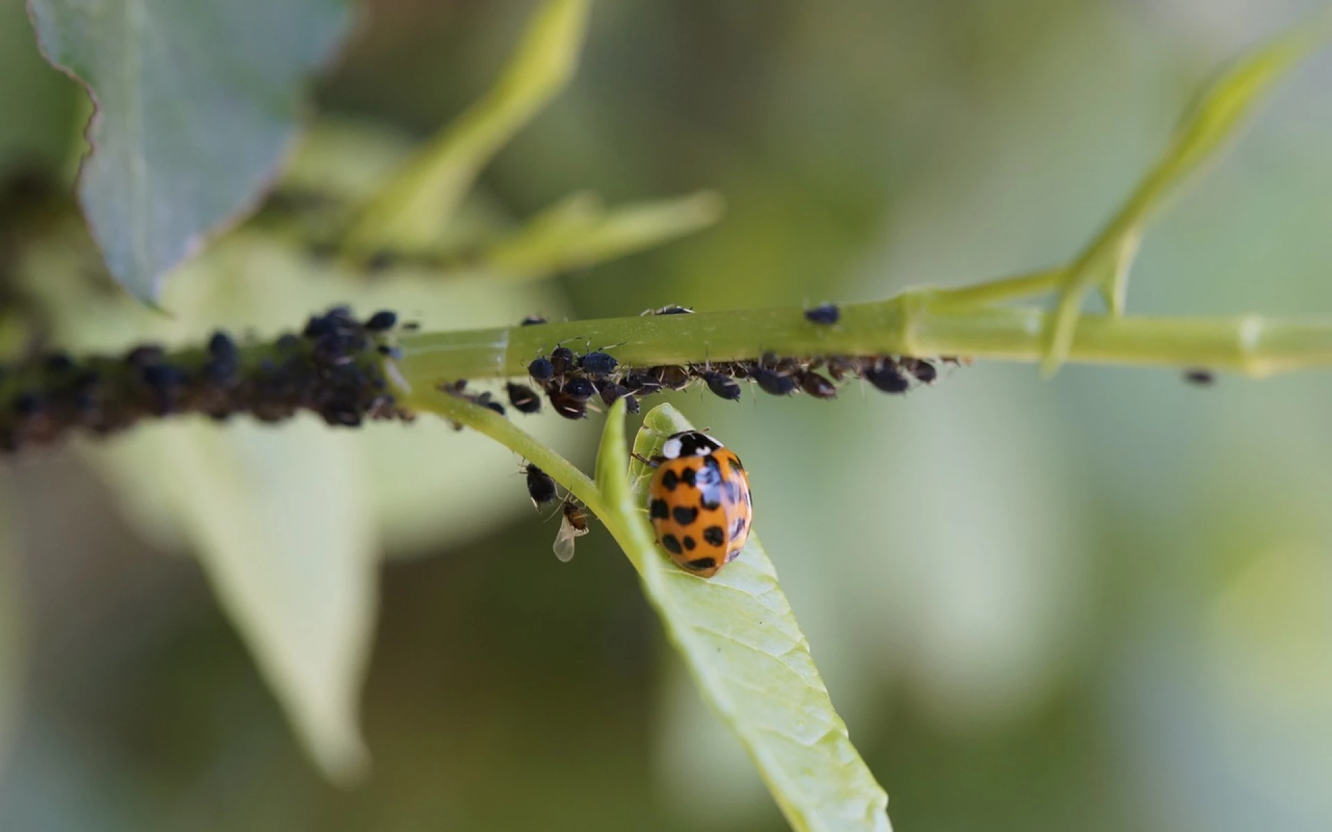 Mšice na muškátech a jiných rostlinách likvidujte pomocí postřiku z oblíbené květiny našich babiček