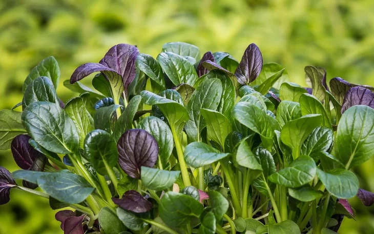 Listy listové zeleniny Komatsuna