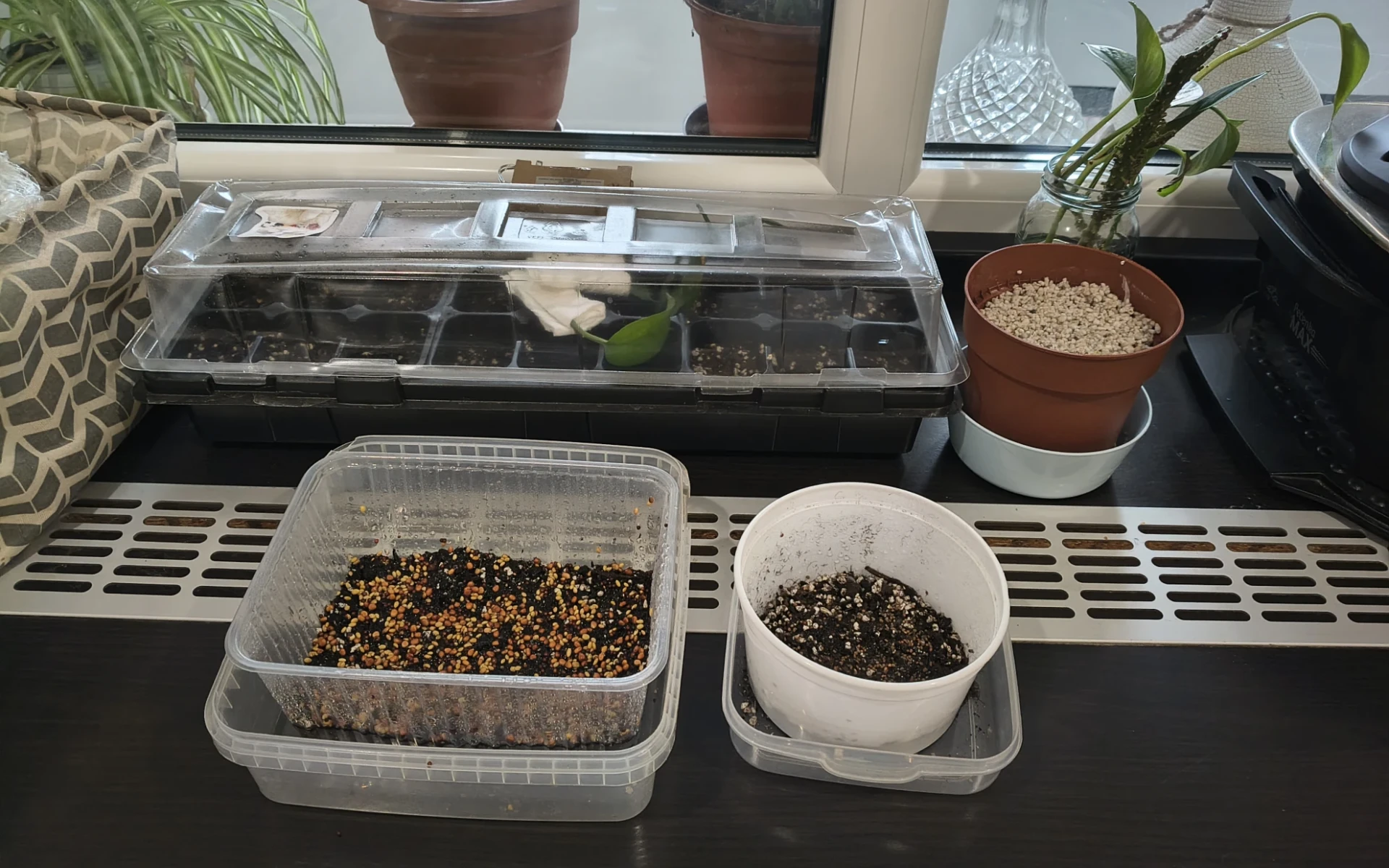 Jak pěstovat microgreens