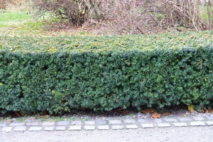 Živý plot Péče o živý plot v únoru