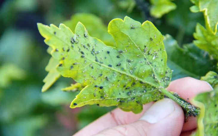 Škůdci na rostlinách