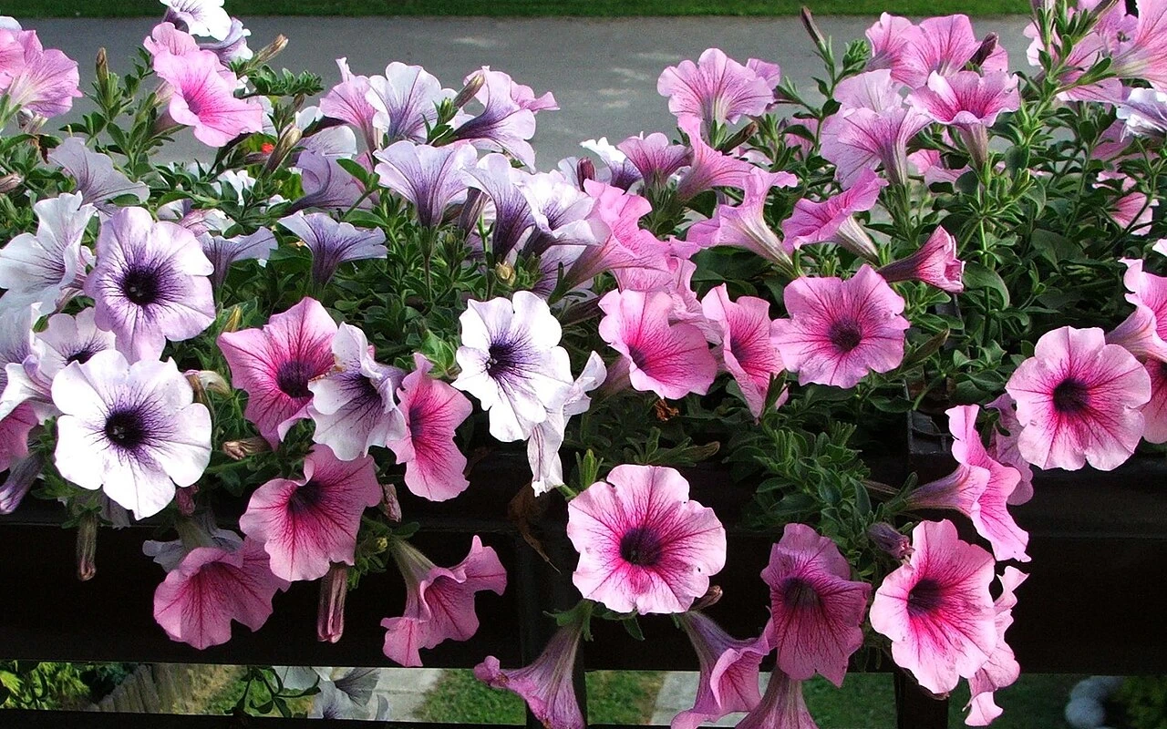 Hnojení petúnií: Přilepšete balkonovým rostlinám, díky tomu bohatě pokvetou až do mrazíků