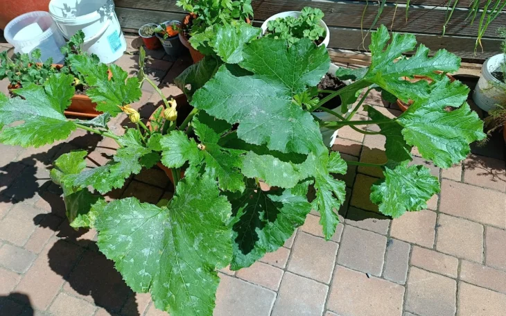 Pěstování cuket v nádobách je snadné