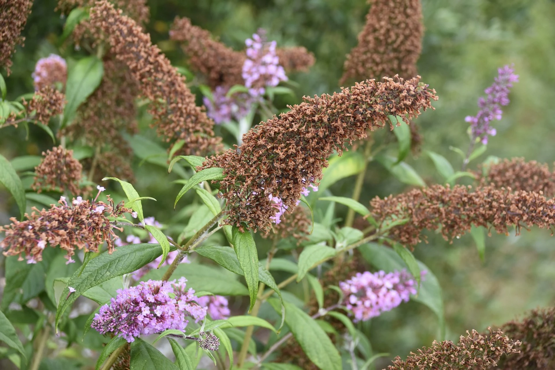 Suché květy motýlího keře