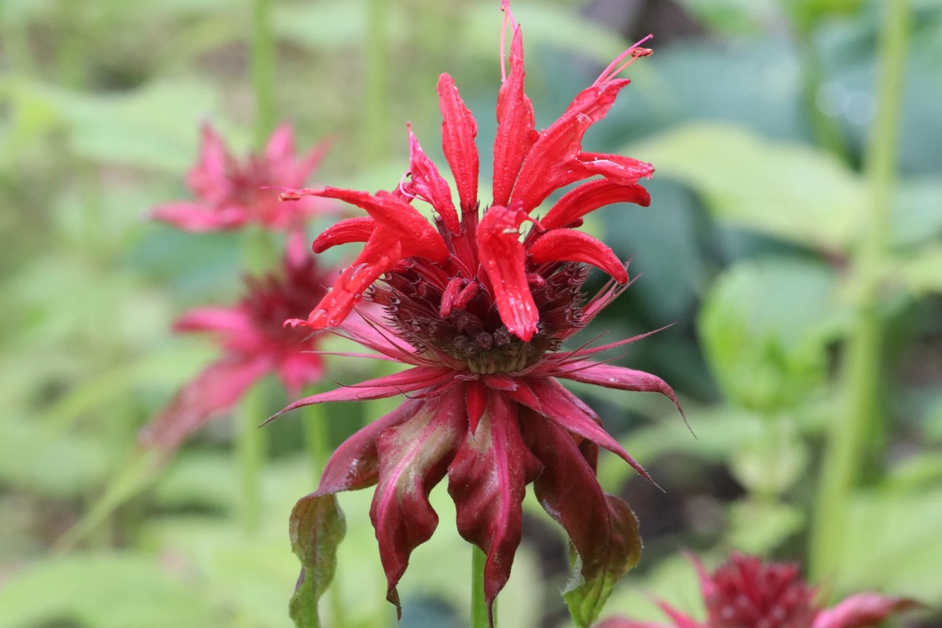 Monarda