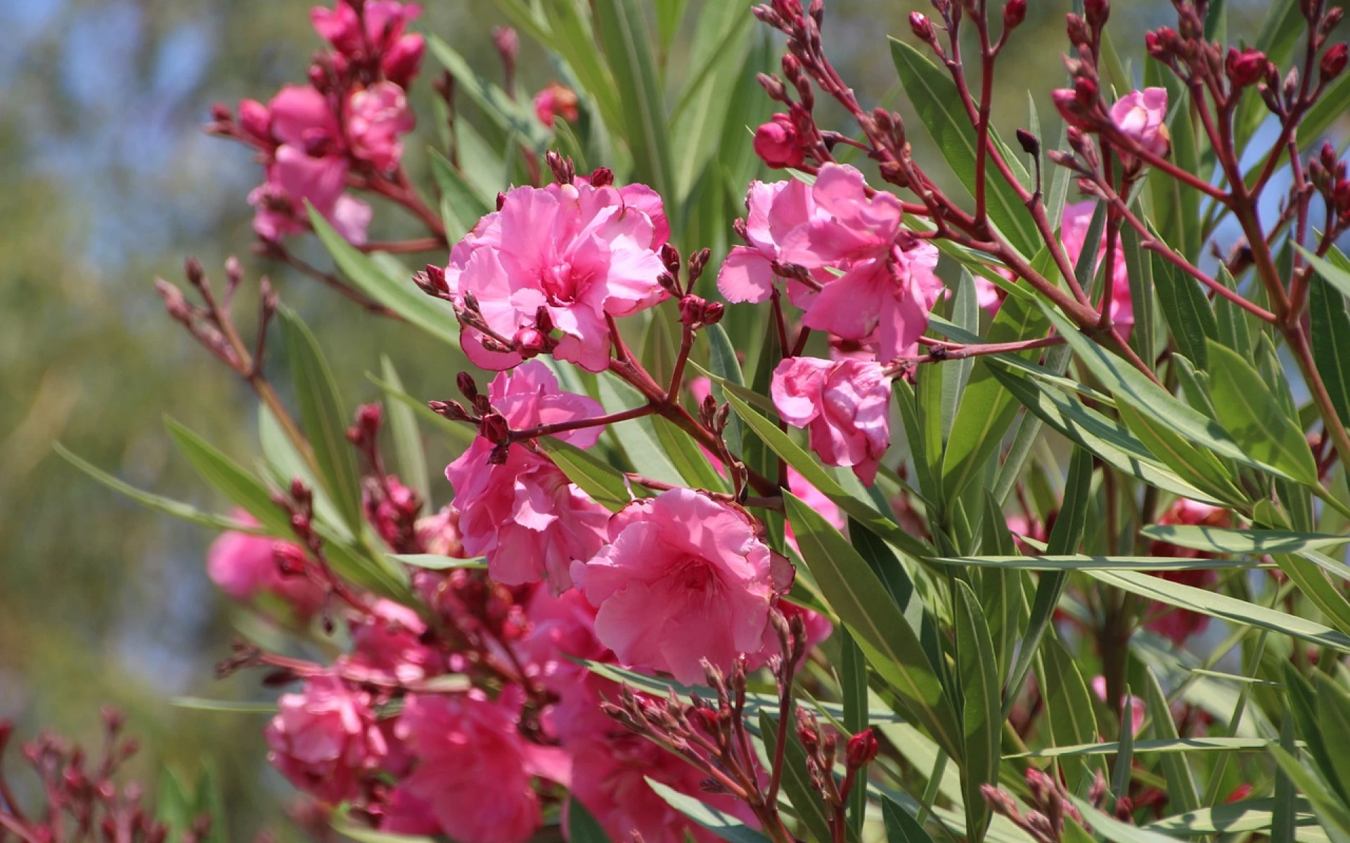 Podzimní řez oleandru zajistí bujnou květenu v příštím roce. Jak postupovat správně?