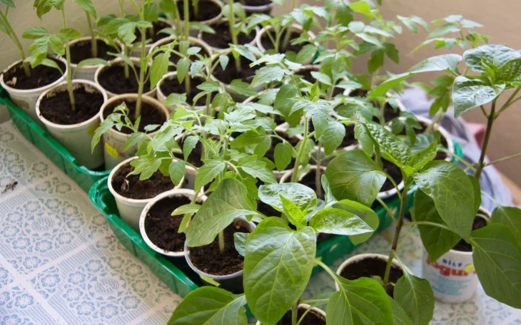 Sazenice paprik a rajčat v kelímcích
