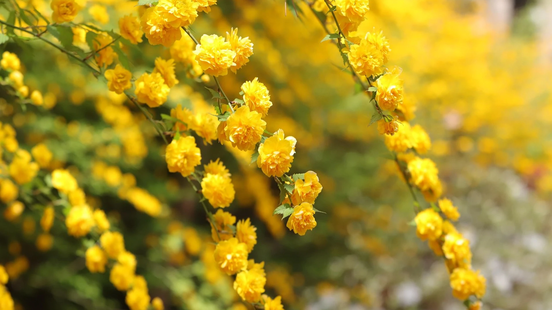 Které keře lze vysadit do stínu? Přehled nejkrásnějších a nenáročných druhů do každé zahrady