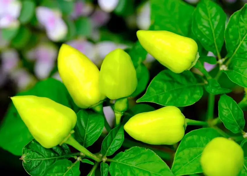 Čím hnojit papriky.