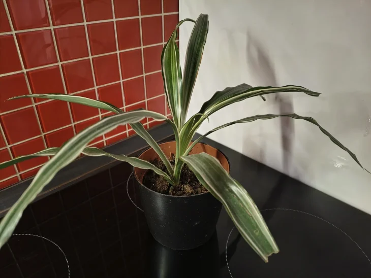 Dračinec bez hnědých listů díky SOS péči