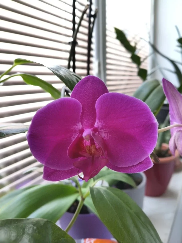 Orchidej Květy orchideje