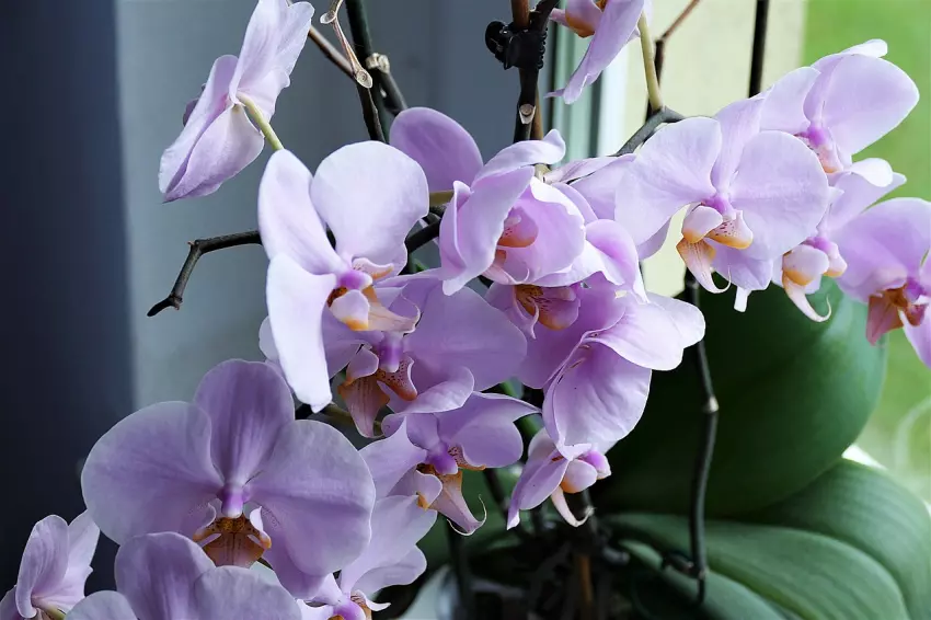 Omlazení a množení orchidejí: Pomůže dužnatá rostlina, která zajistí bujné kvetení