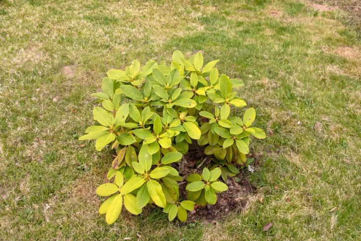 Začínající chloróza u rododendronu