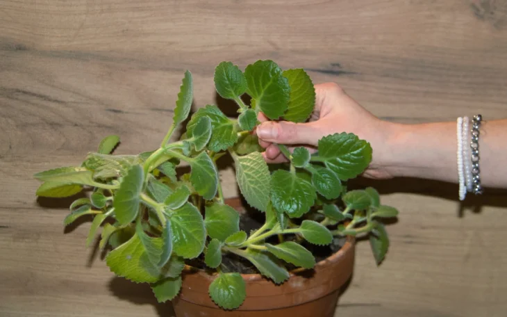 Rostlina rýmovníku v květináči