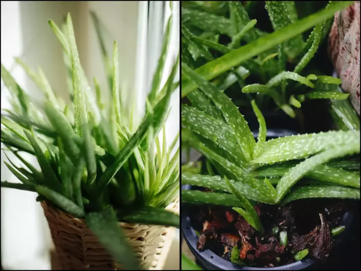 Aloe vera