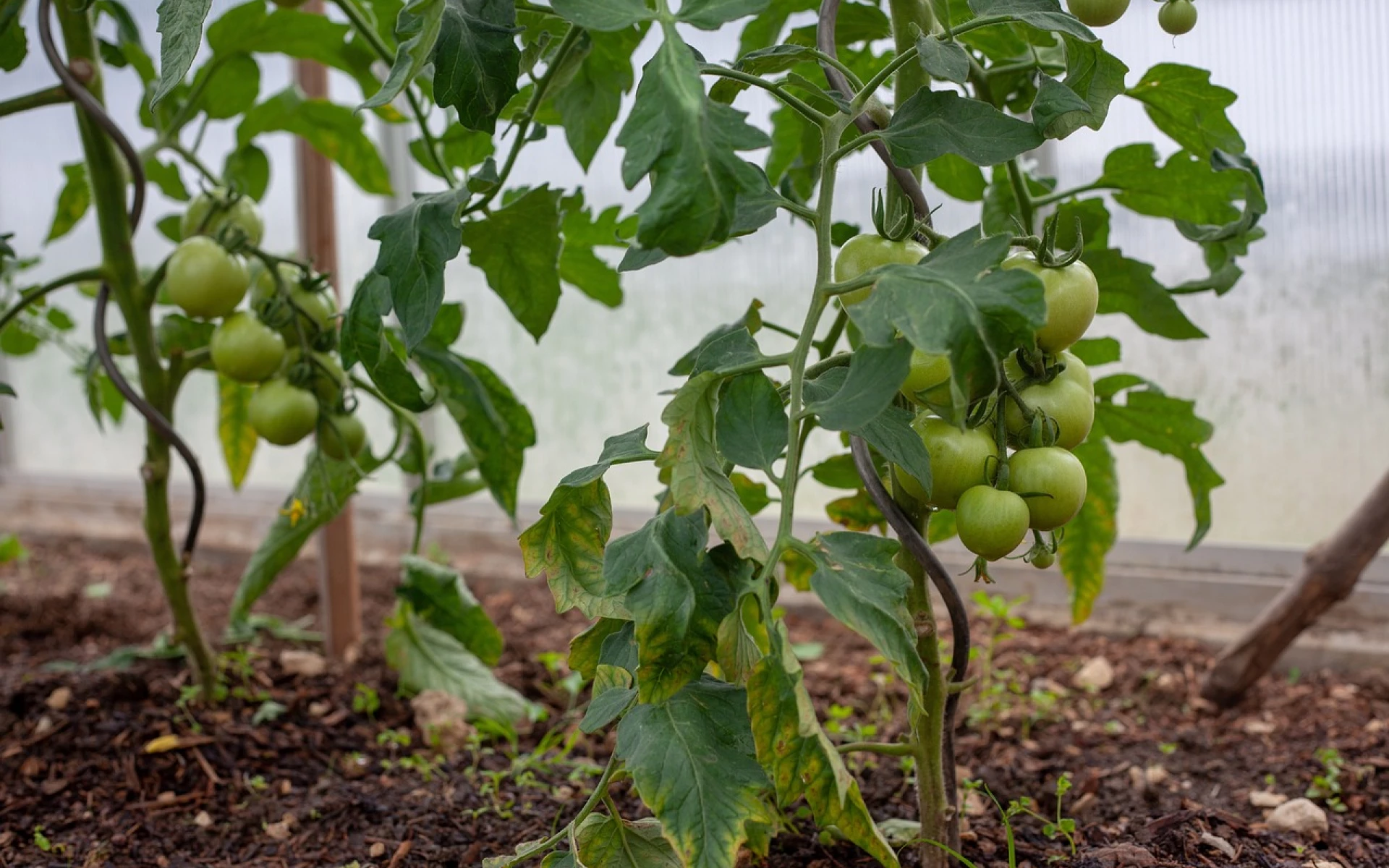 Dvakrát větší úrodu rajčat zajistíte díky jednoduchému a starému triku