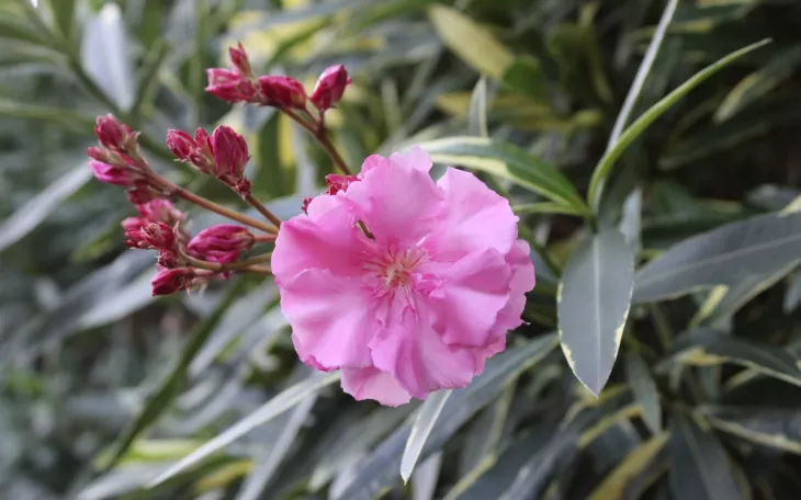 Jak podpořit oleandr v kvetení