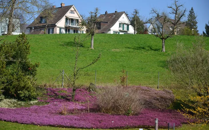 Půdopokryvné rostliny