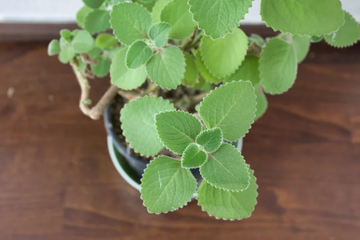 Rýmovník Rýmovník