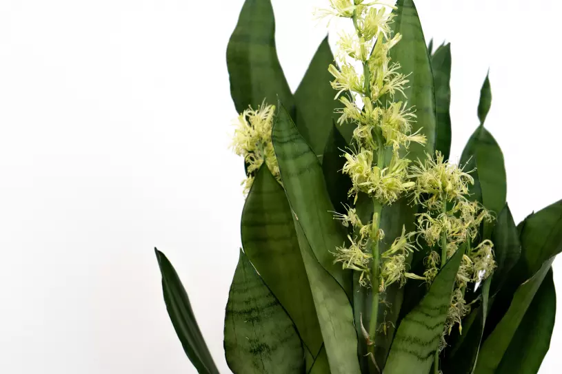 Tchýnin jazyk Tchýnin jazyk