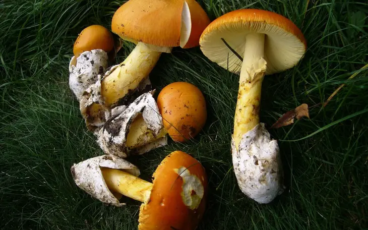 Muchomůrka císařka