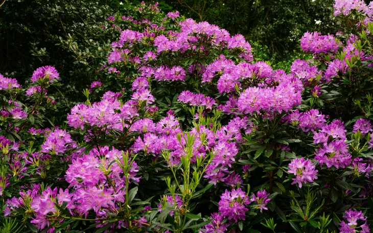 Rododendron