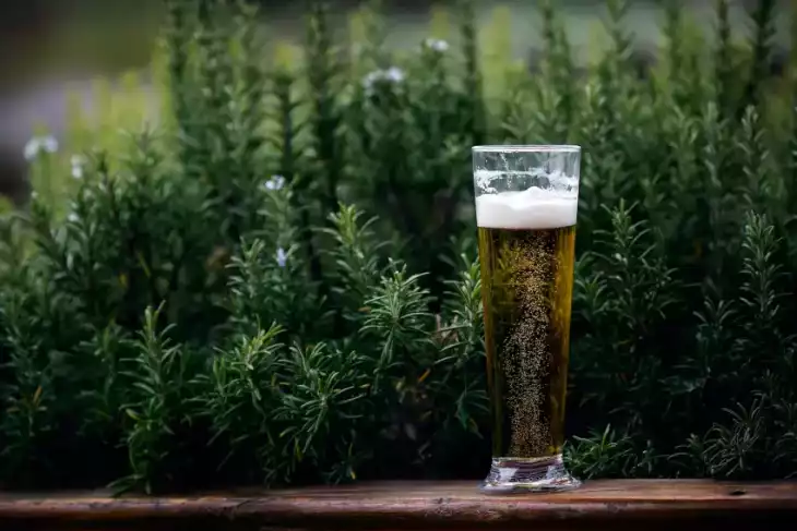 Hnojivo z piva je ideální pro mnoho rostlin
