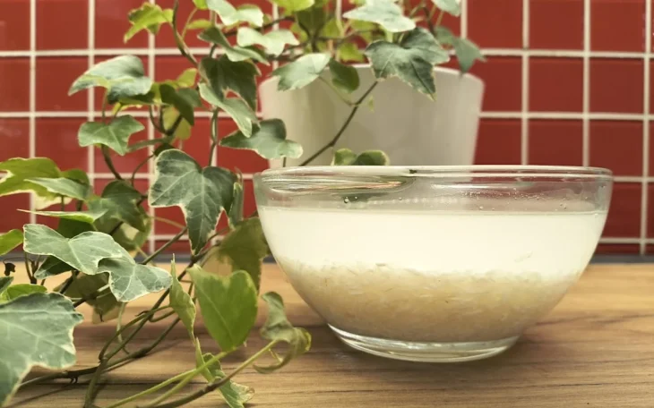 Rýžová voda pro rostliny