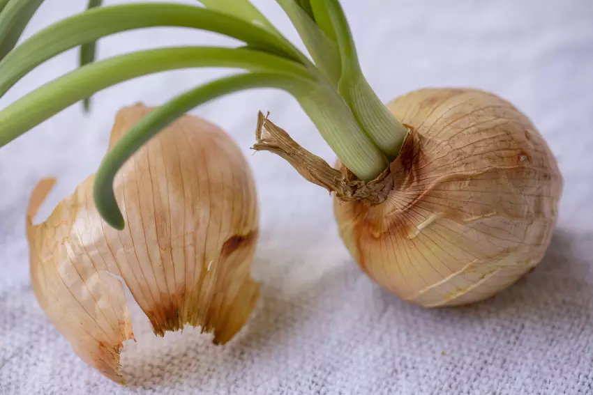 cibulové slupky cibulové slupky