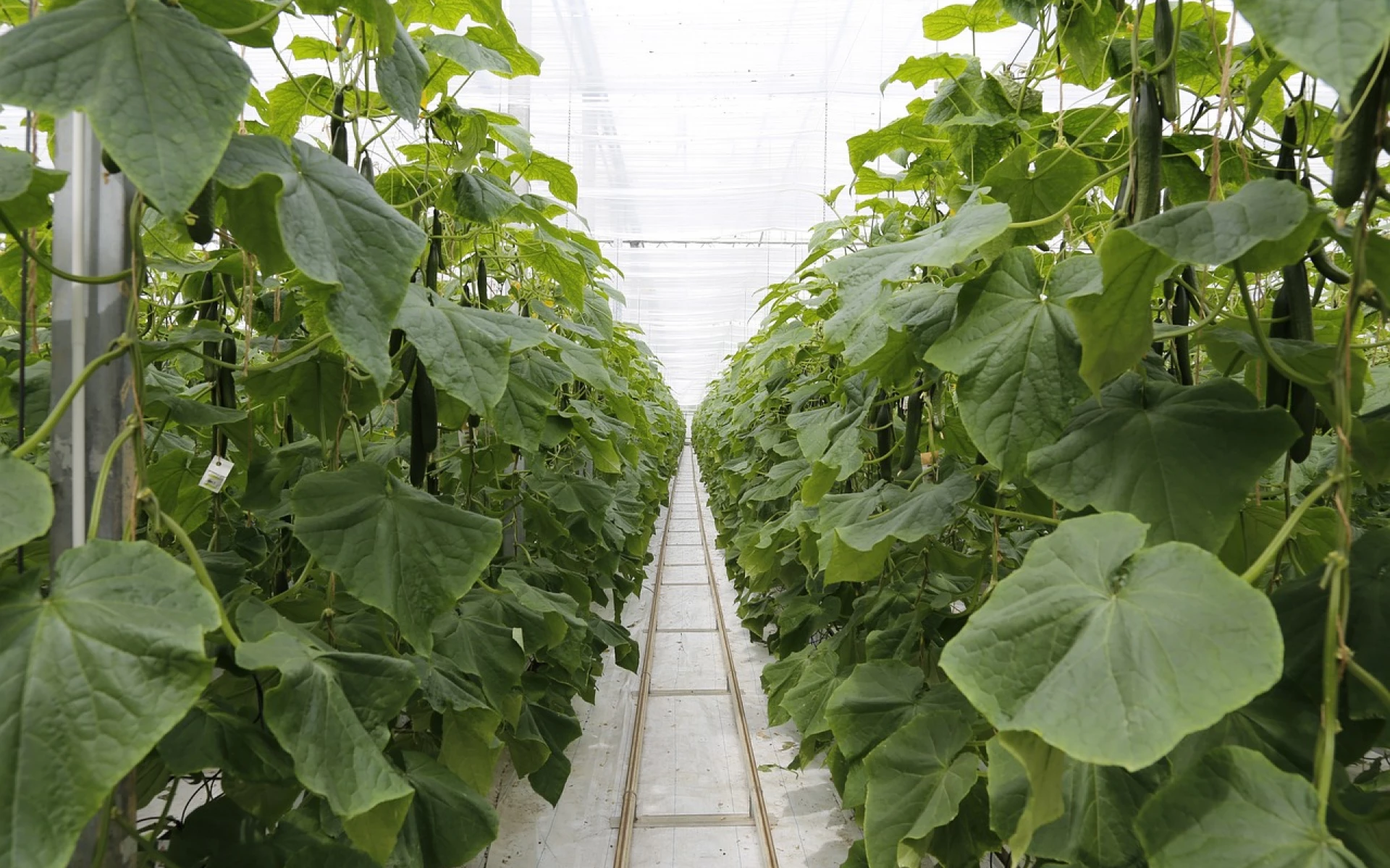 Při pěstování okurek je zásadní vyhnout se chybám, které ničí úrodu