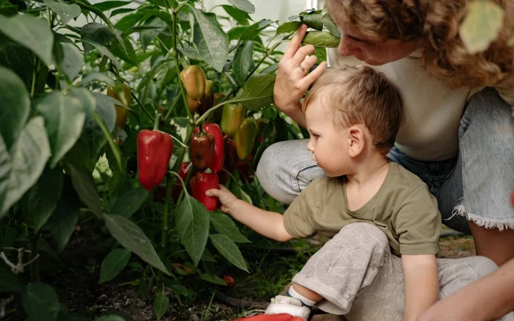 Papriky ve skleníku, dítě a žena
