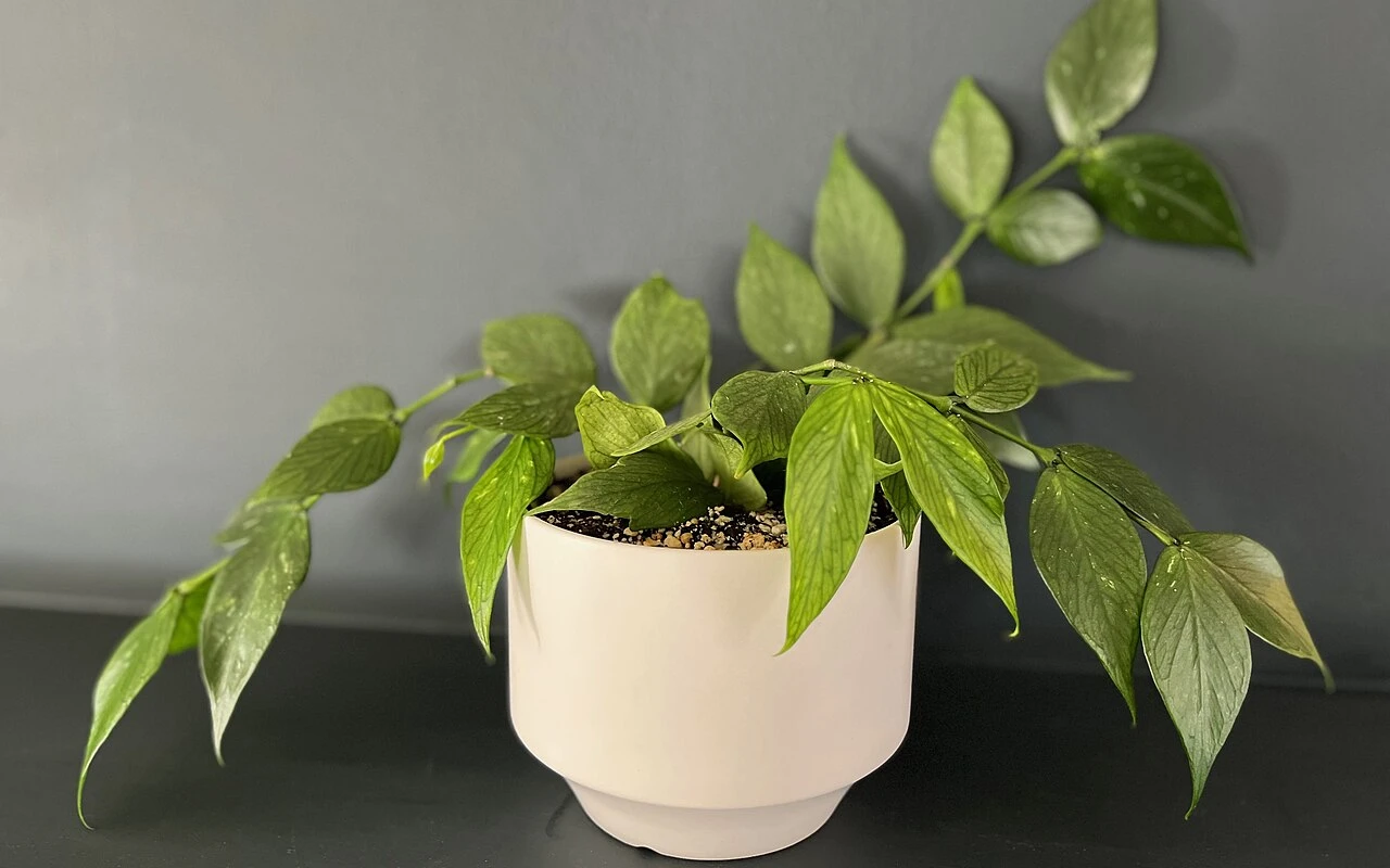 Žloutnutí pokojových rostlin: Co všechno může za tímto problémem stát