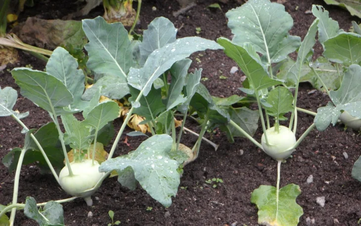 Kedlubny na záhonu vedle celeru