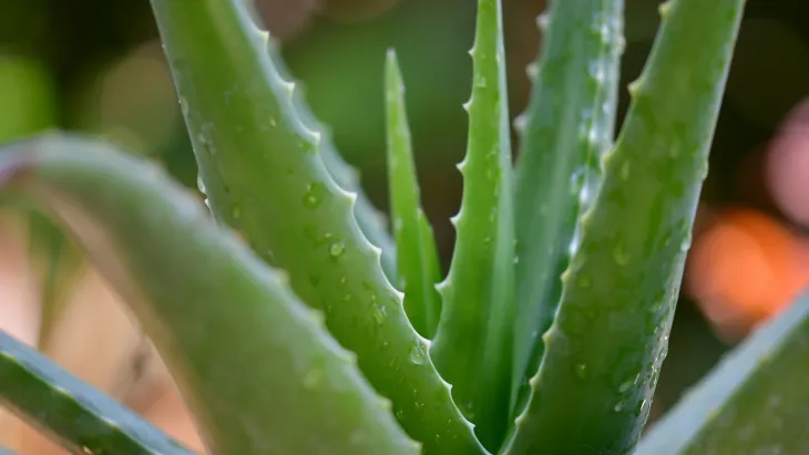 Aloe vera