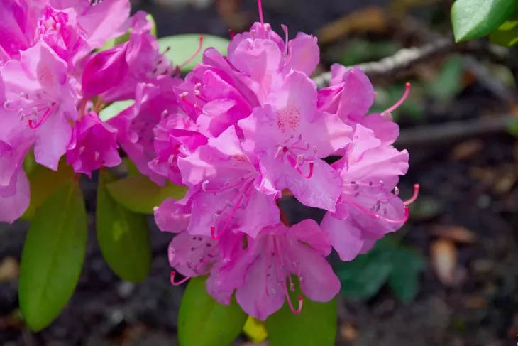 Rododendrony vyžadují na konci léta péči. V jarním období vás potěší maximem květů