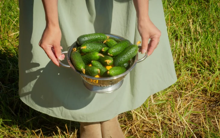 Úroda okurek v mísy