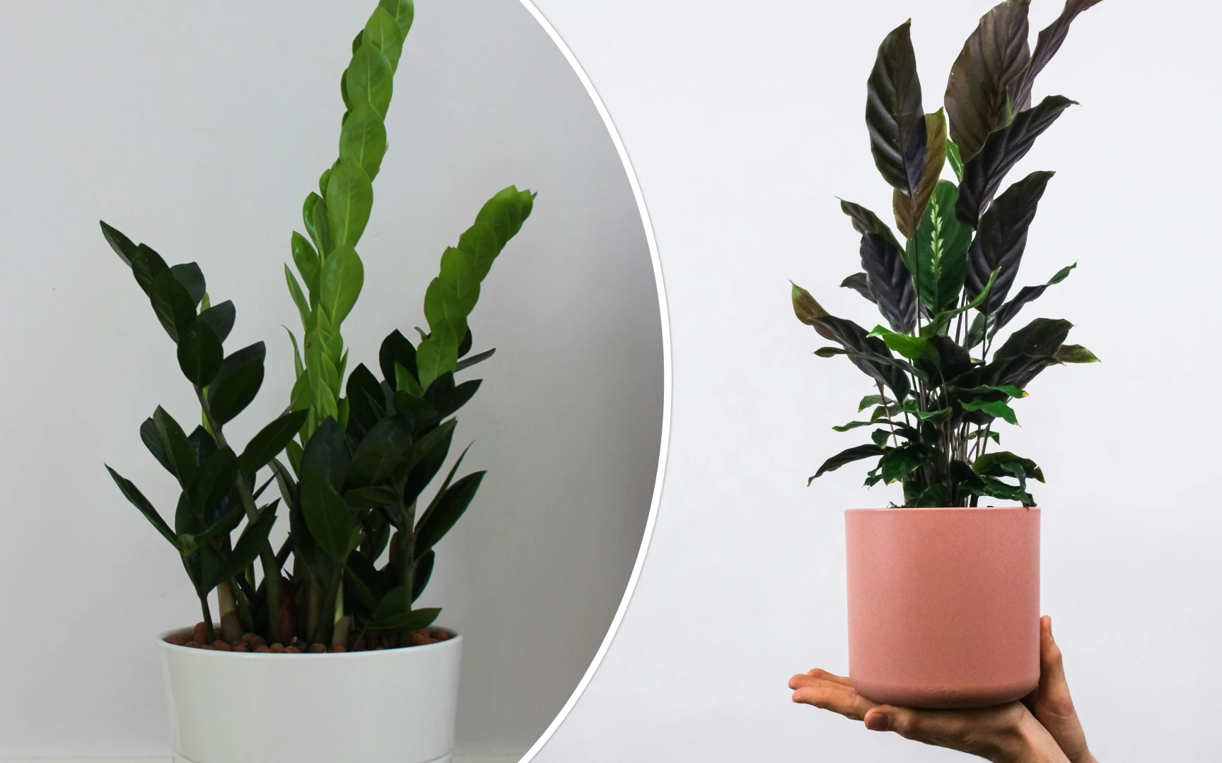 Pokojové rostliny v květináči