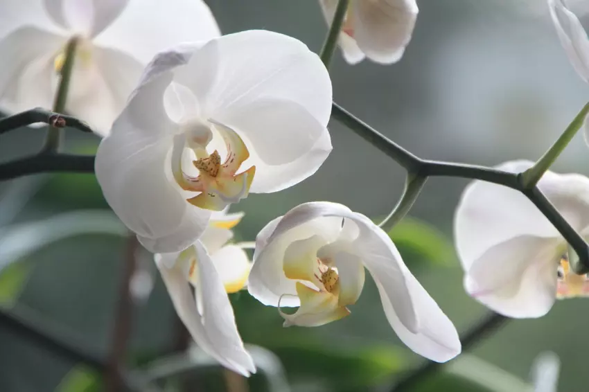 orchidej