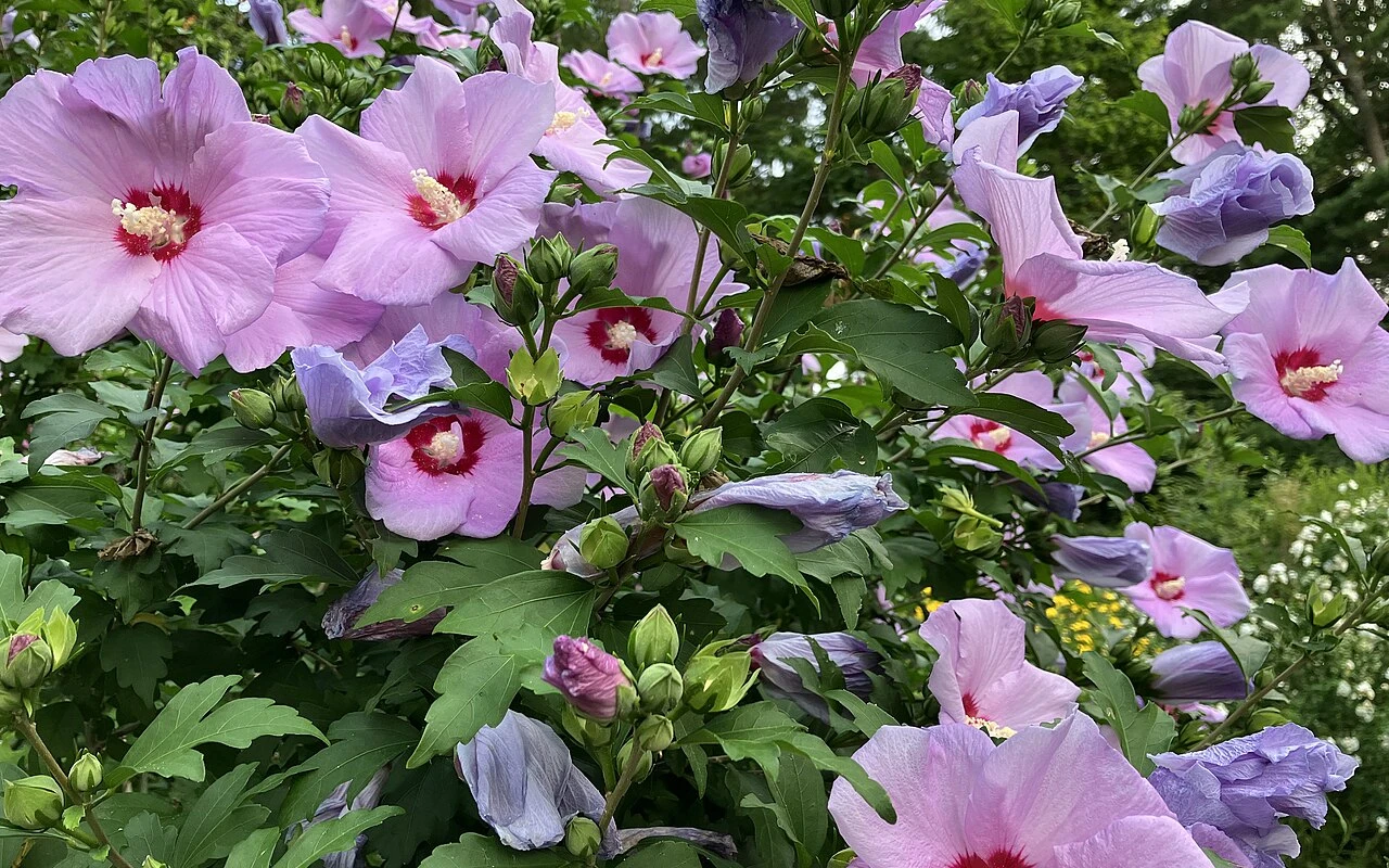 Říjnová péče o ibišek vede ke krásné a bohatě kvetoucí rostlině bez škůdců v příští sezoně