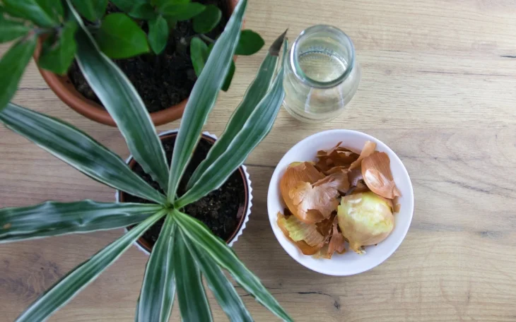 Slupky z cibule mohou rostlinám ublížit