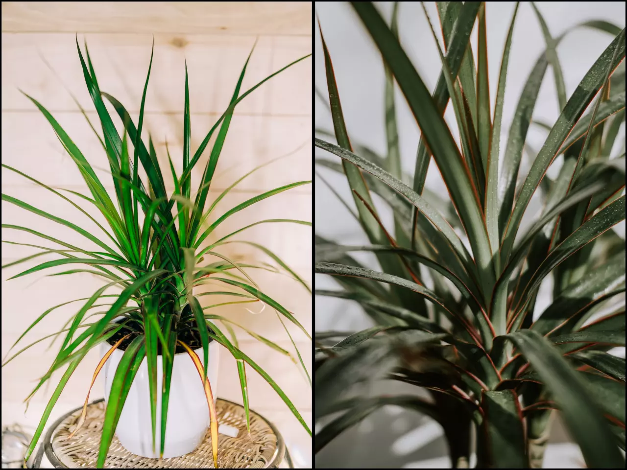 Jak zachránit dracénu, které žloutnou, hnědnou a opadávají listy?