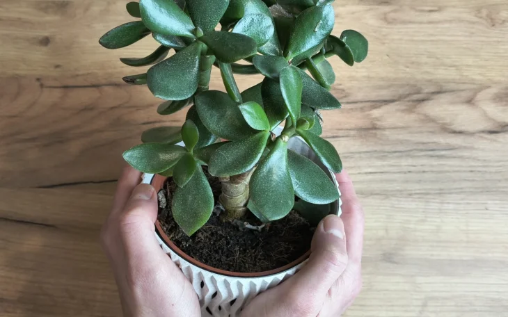 Ruce držící tlustici v bílém květináči