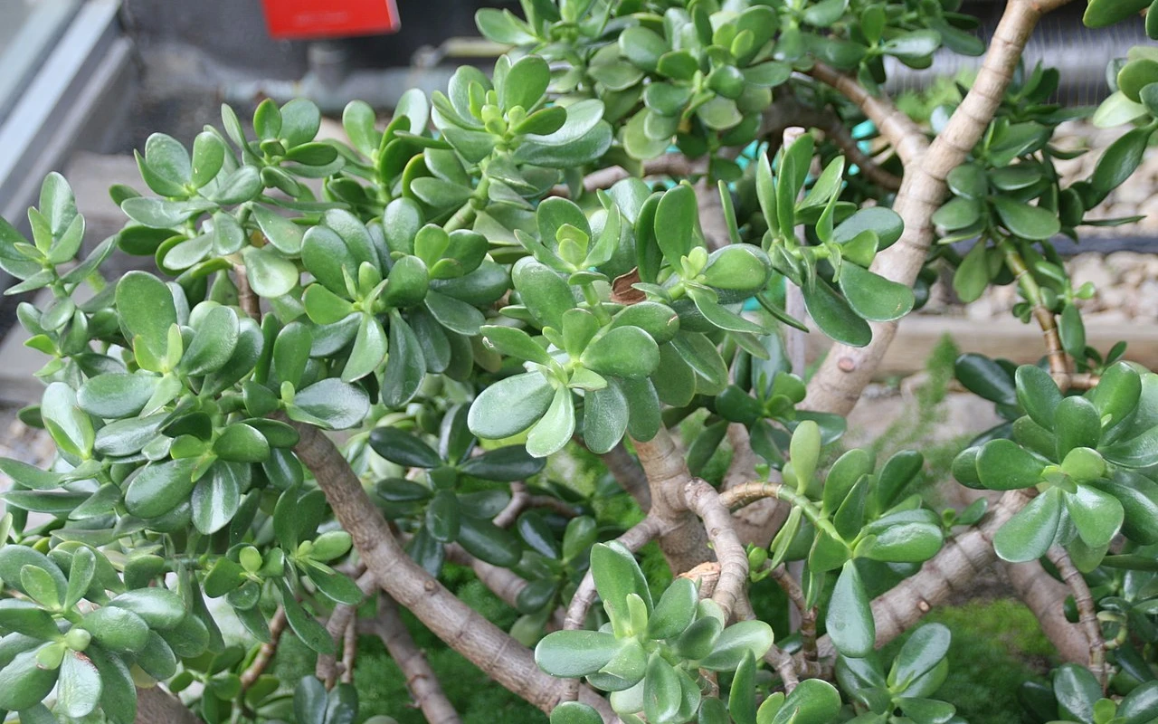 Jak množit tlustici: Podle feng-šuej tím znásobíte své finanční štěstí, vyhněte se ale chybě se zálivkou